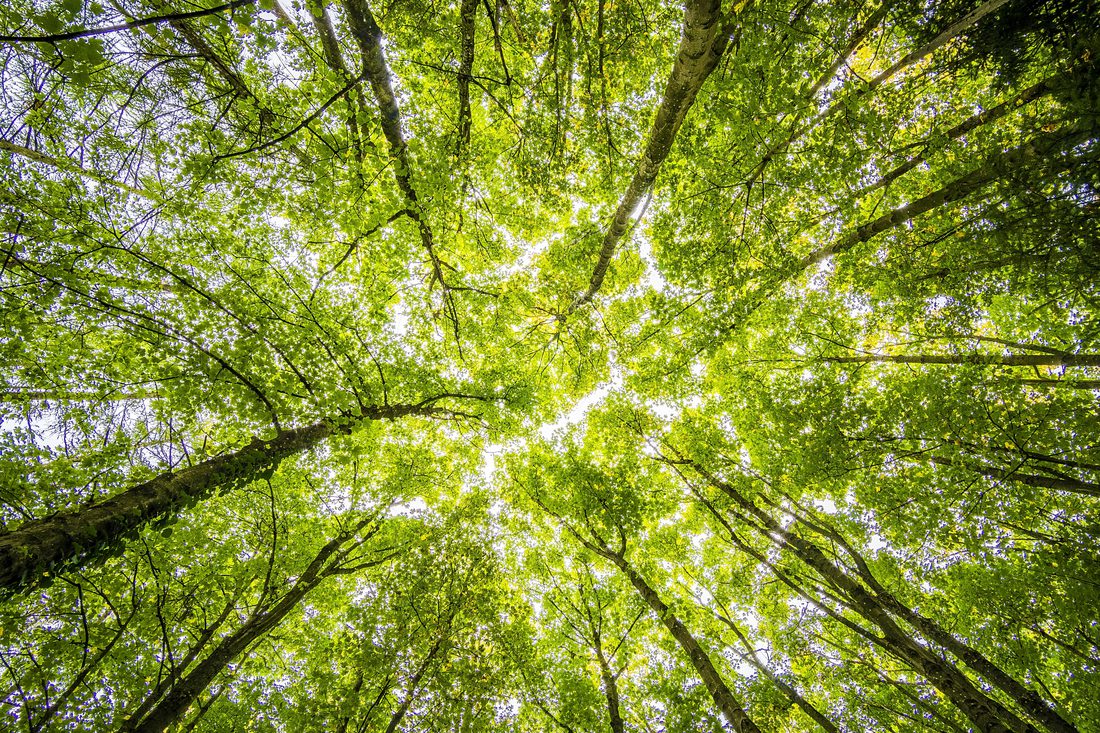 Looking up through a green forest canopy toward the sky